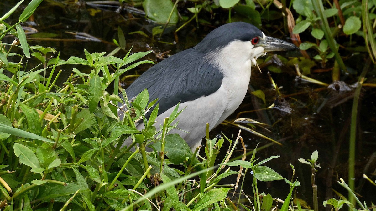 Black-crowned Night Heron - ML98465931