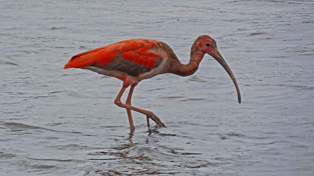 ibis rudý - ML98466071