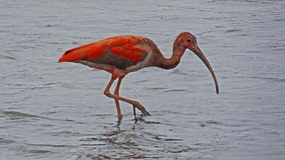 Ibis Escarlata - ML98466071