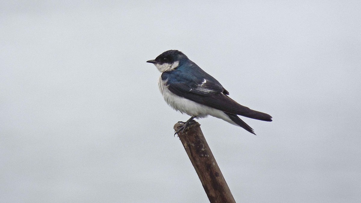 White-winged Swallow - Tarran Maharaj