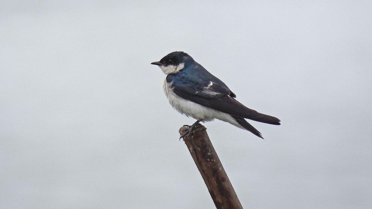 Golondrina Aliblanca - ML98466241