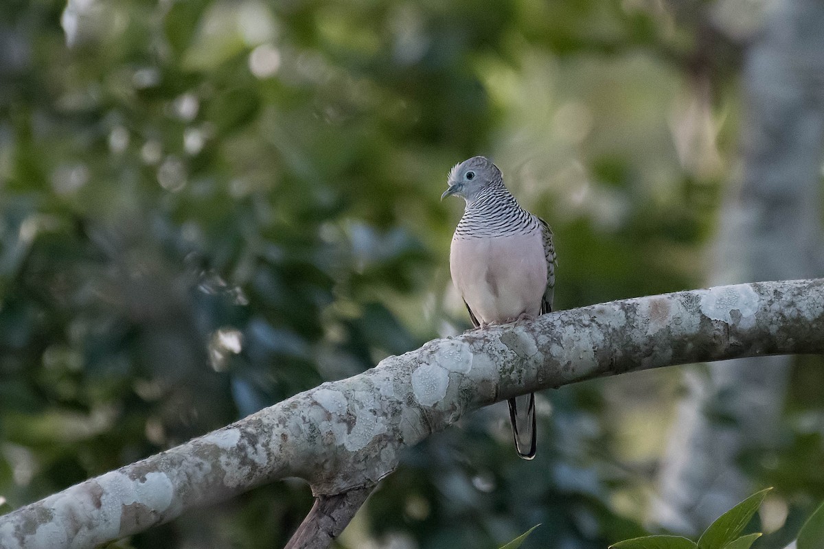 Peaceful Dove - ML98466251