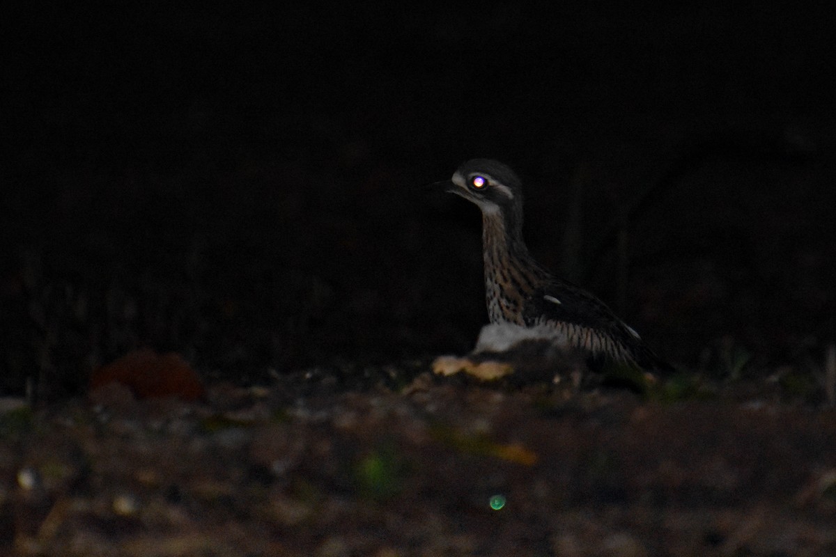 Bush Thick-knee - ML98466971