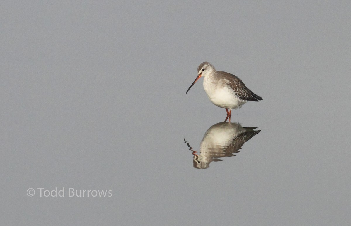 Spotted Redshank - ML98467641