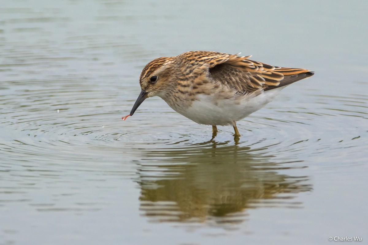 Long-toed Stint - Charles Wu