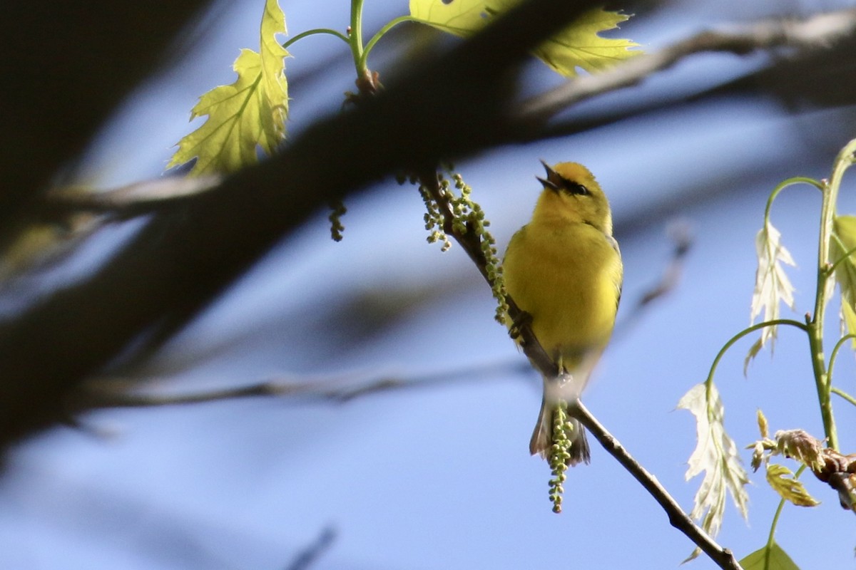 Blauflügel-Waldsänger - ML98470521