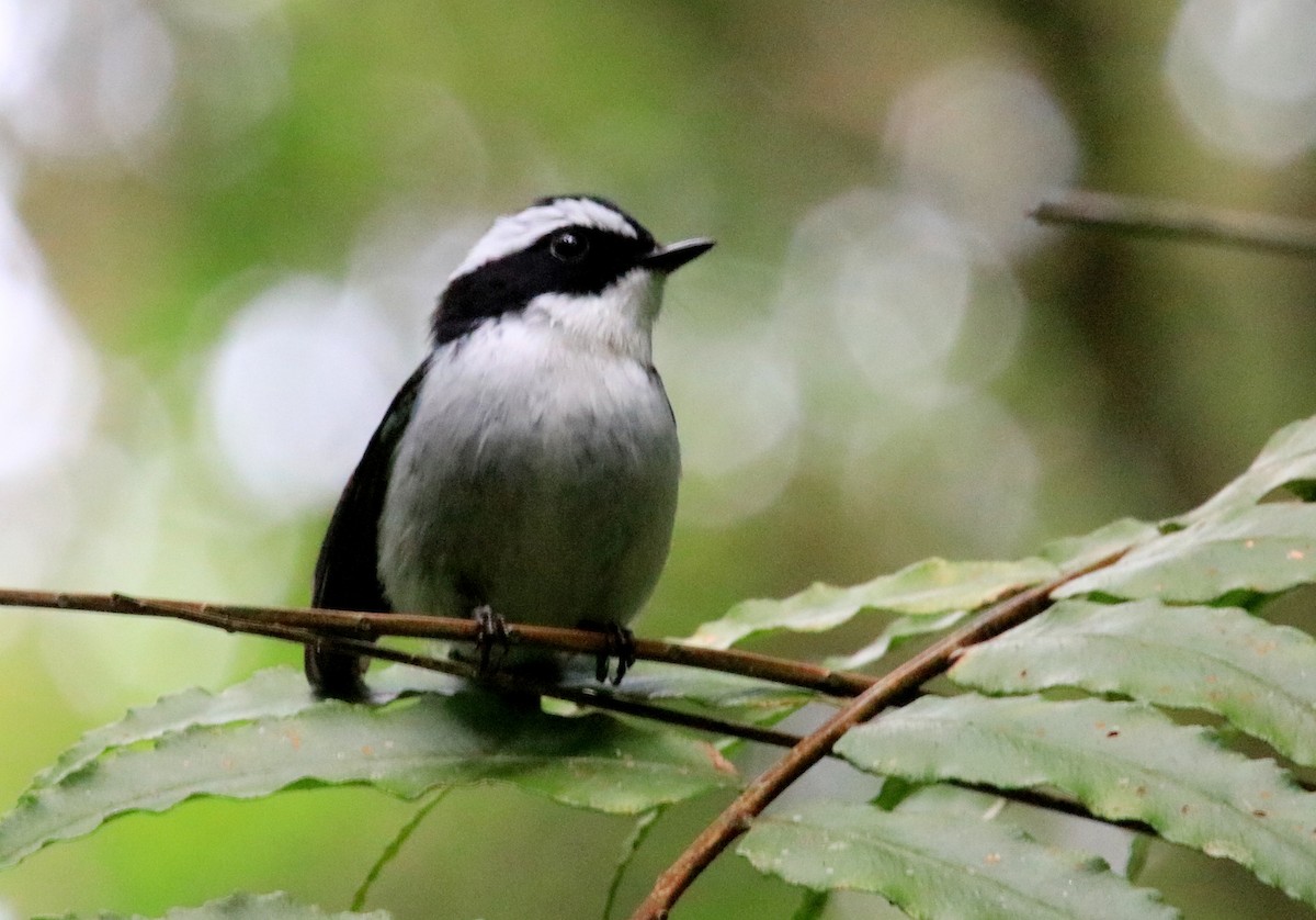 Little Pied Flycatcher - ML98471531