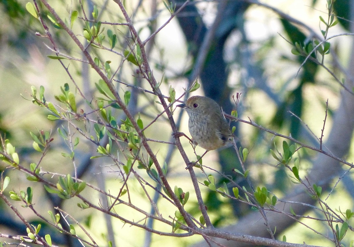 Brown Thornbill - David Vickers