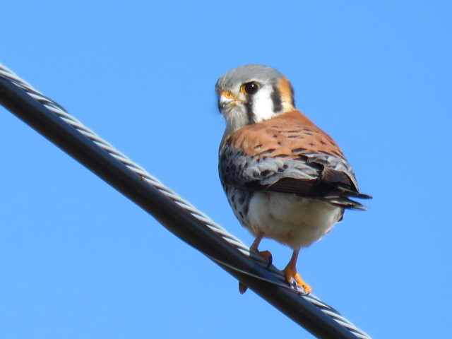 American Kestrel - ML98472131