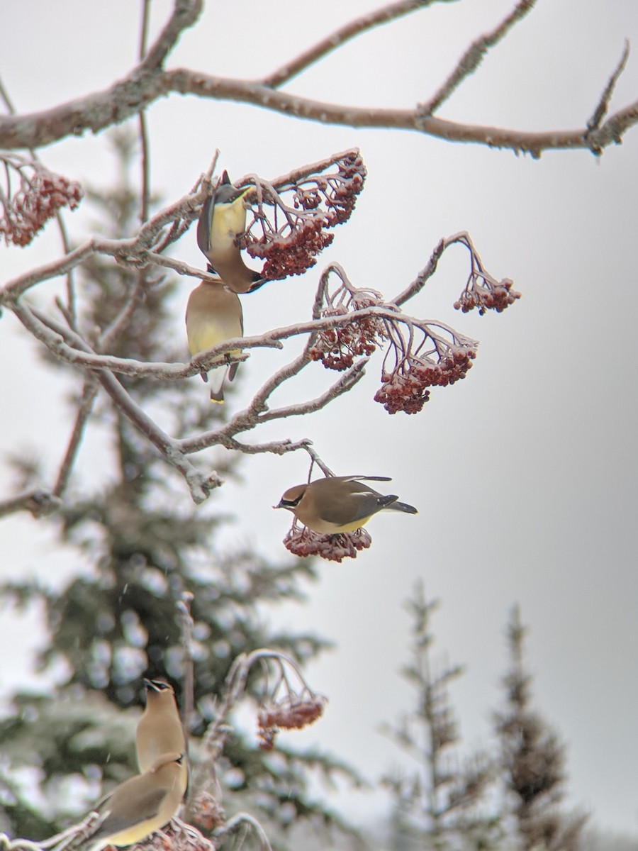 Cedar Waxwing - ML98472151