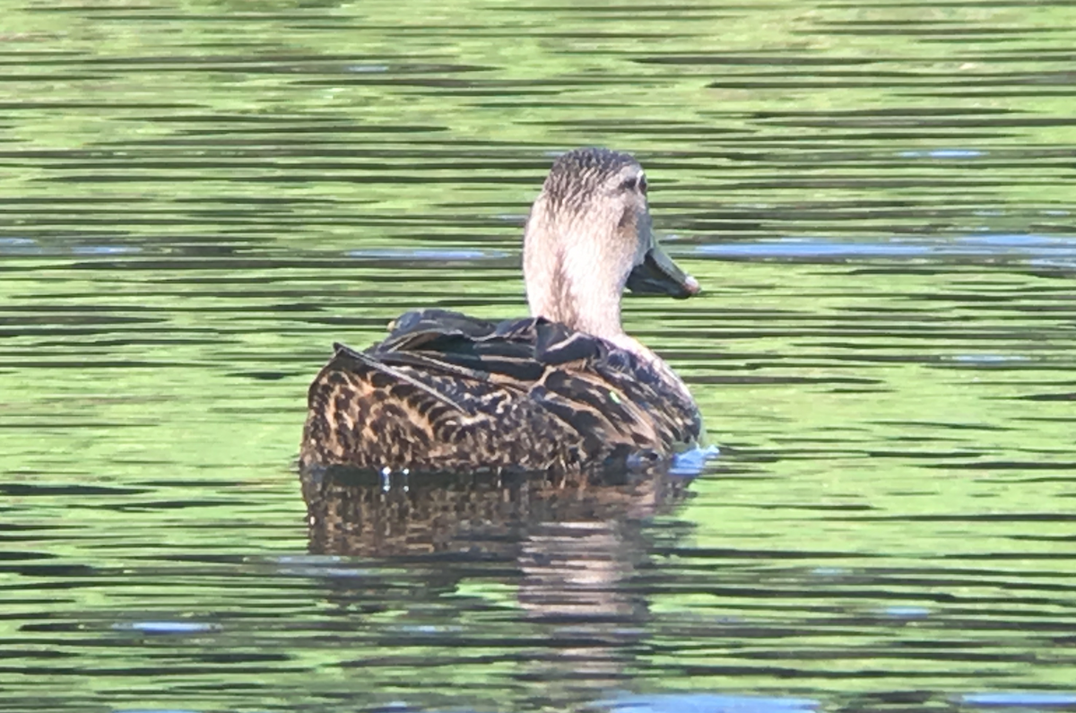 Mallard x Mottled Duck (hybrid) - David Simpson