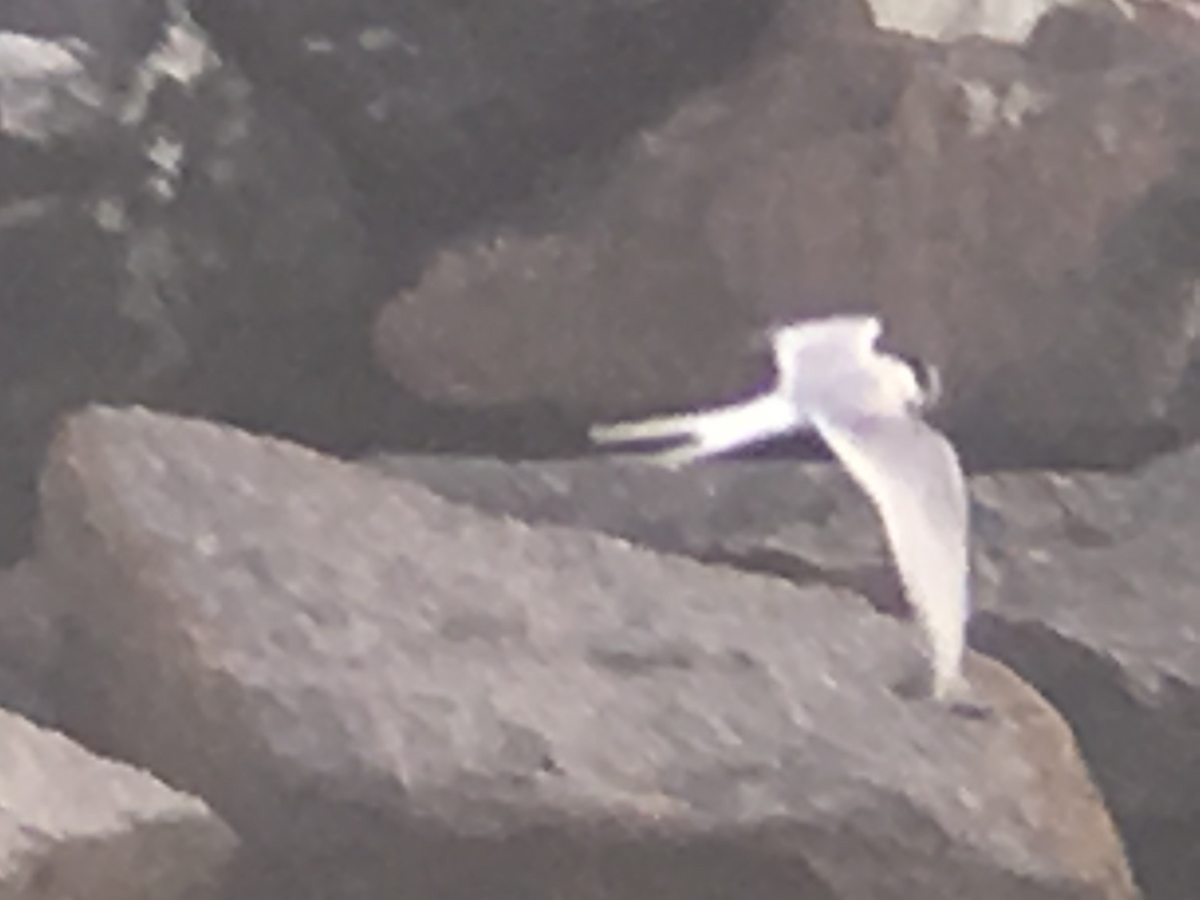 Roseate Tern - ML98472881