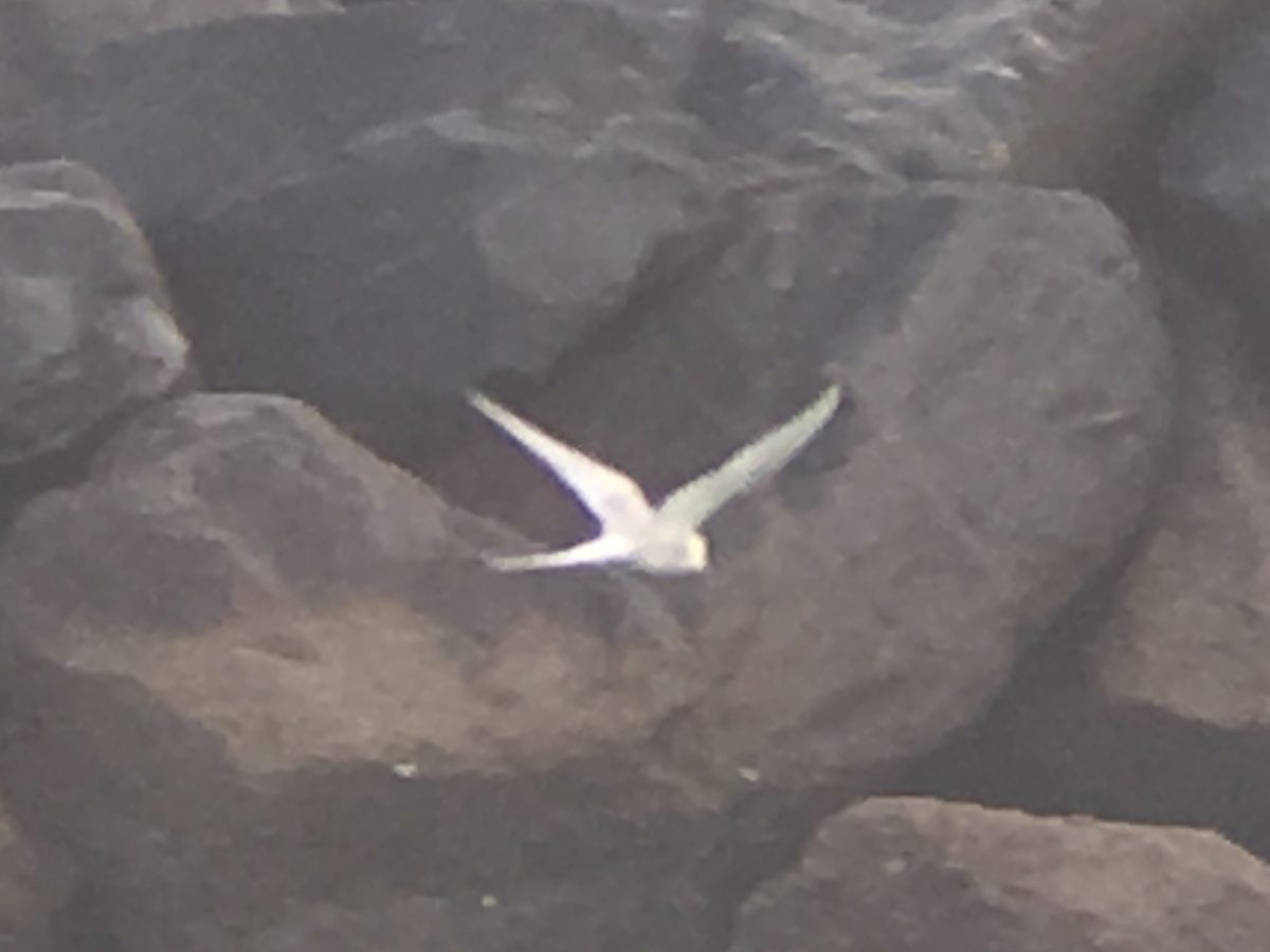 Roseate Tern - ML98472931