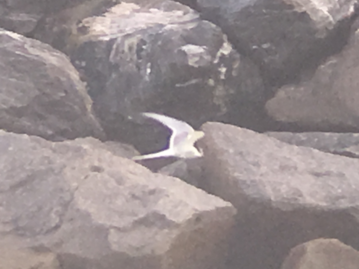 Roseate Tern - ML98472971