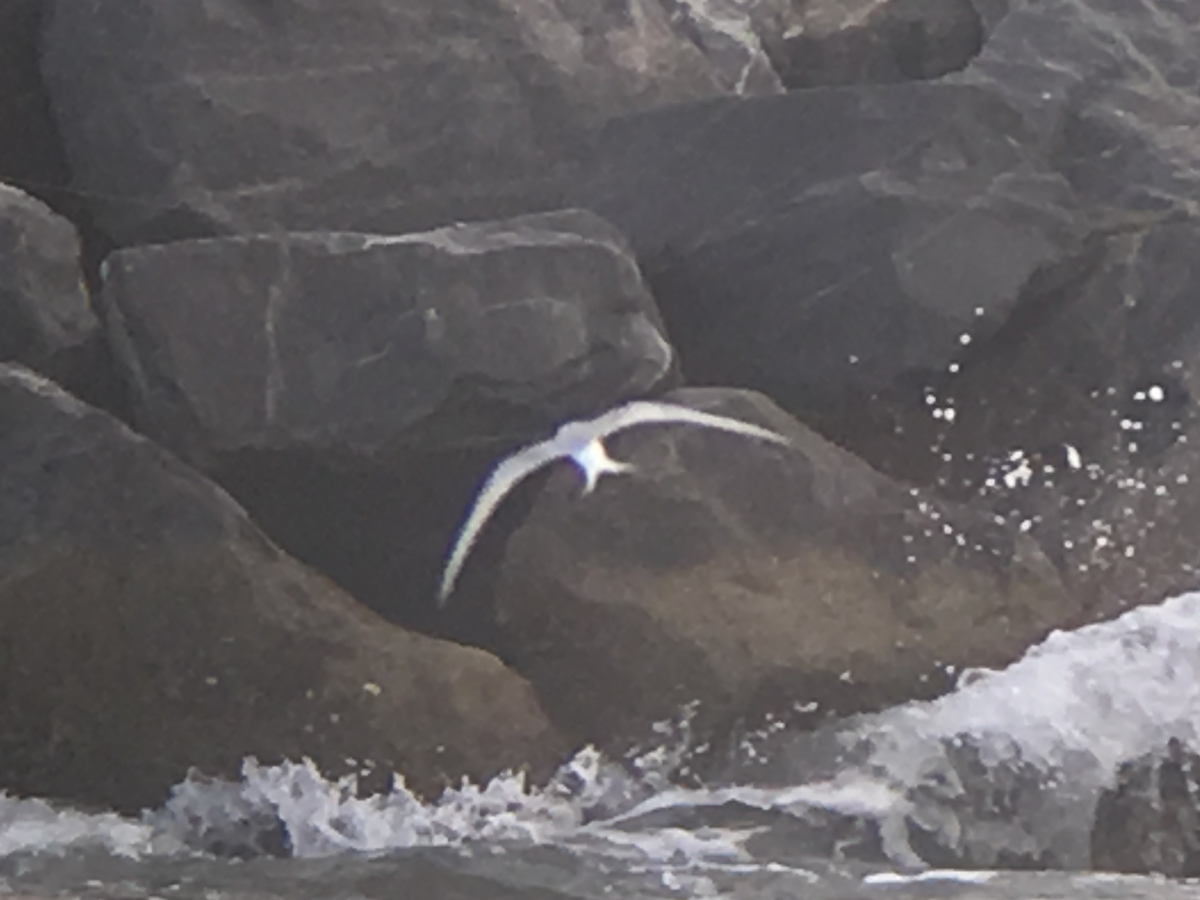 Roseate Tern - ML98472991