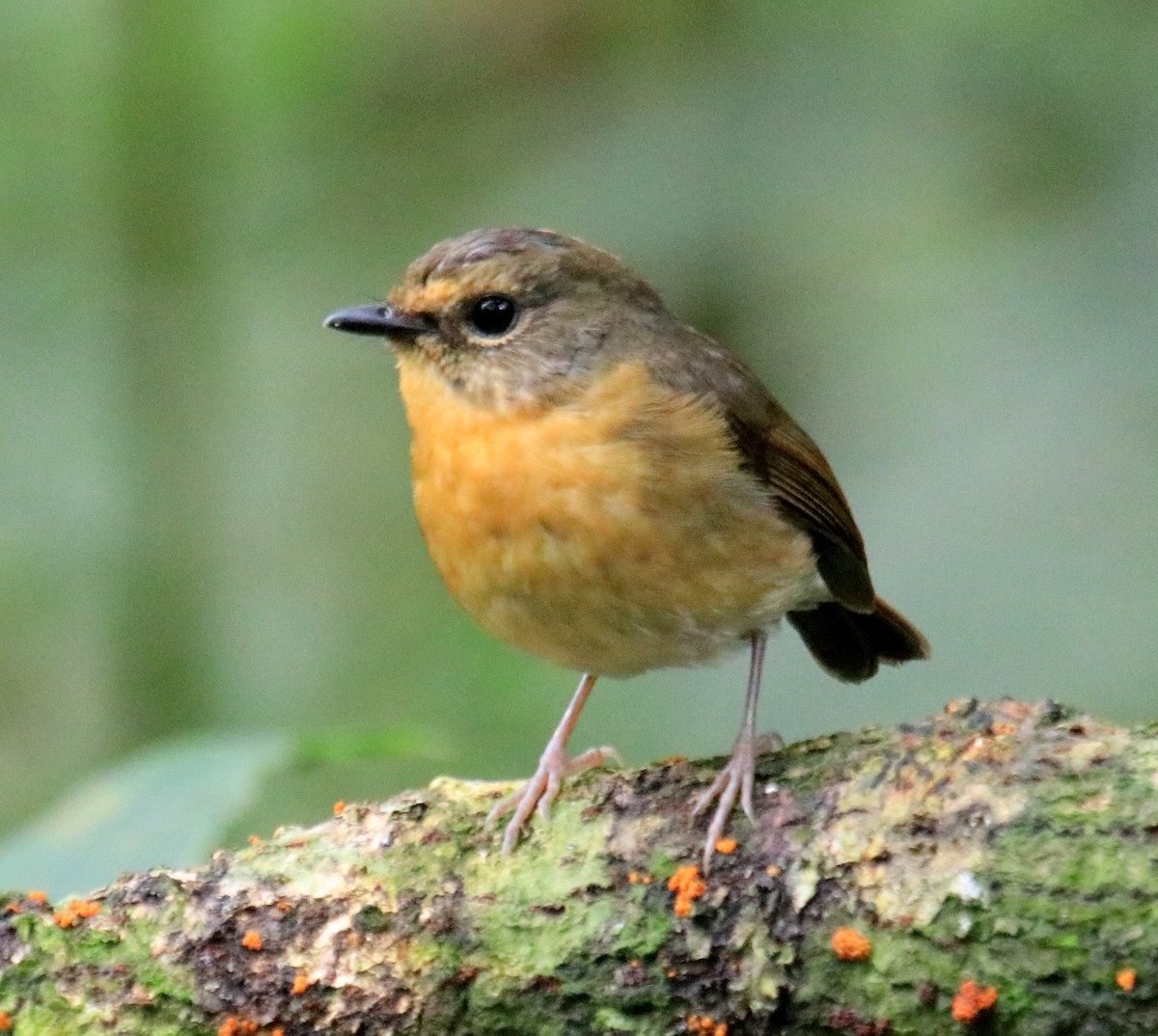 Snowy-browed Flycatcher - ML98473441