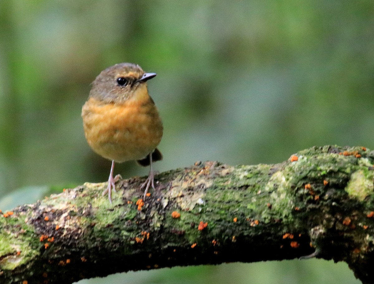 Snowy-browed Flycatcher - ML98473491