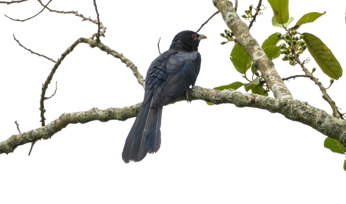 Asian Koel - ML98473591