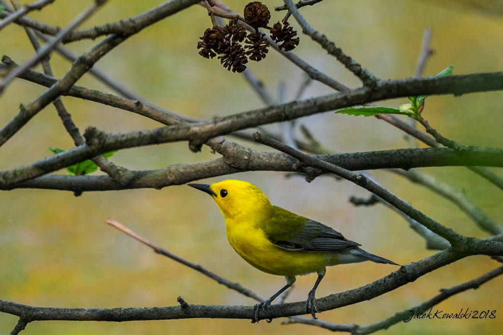 Paruline orangée - ML98473731