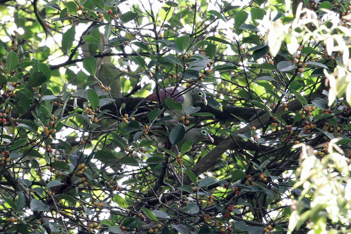 Thick-billed Green-Pigeon - ML98473801