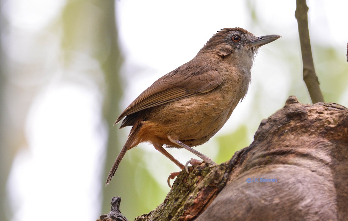 Abbott's Babbler - ML98474141