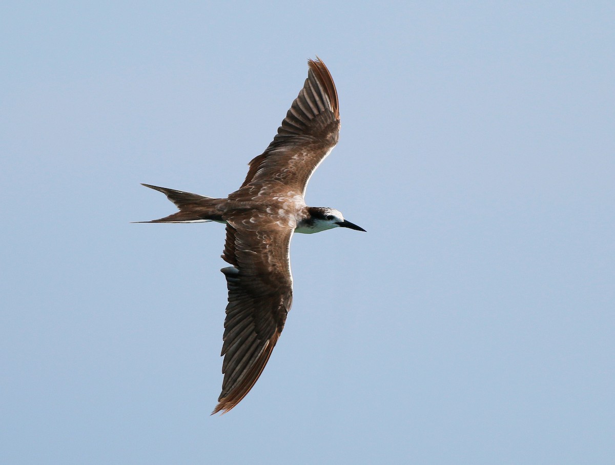 Bridled Tern - Neoh Hor Kee