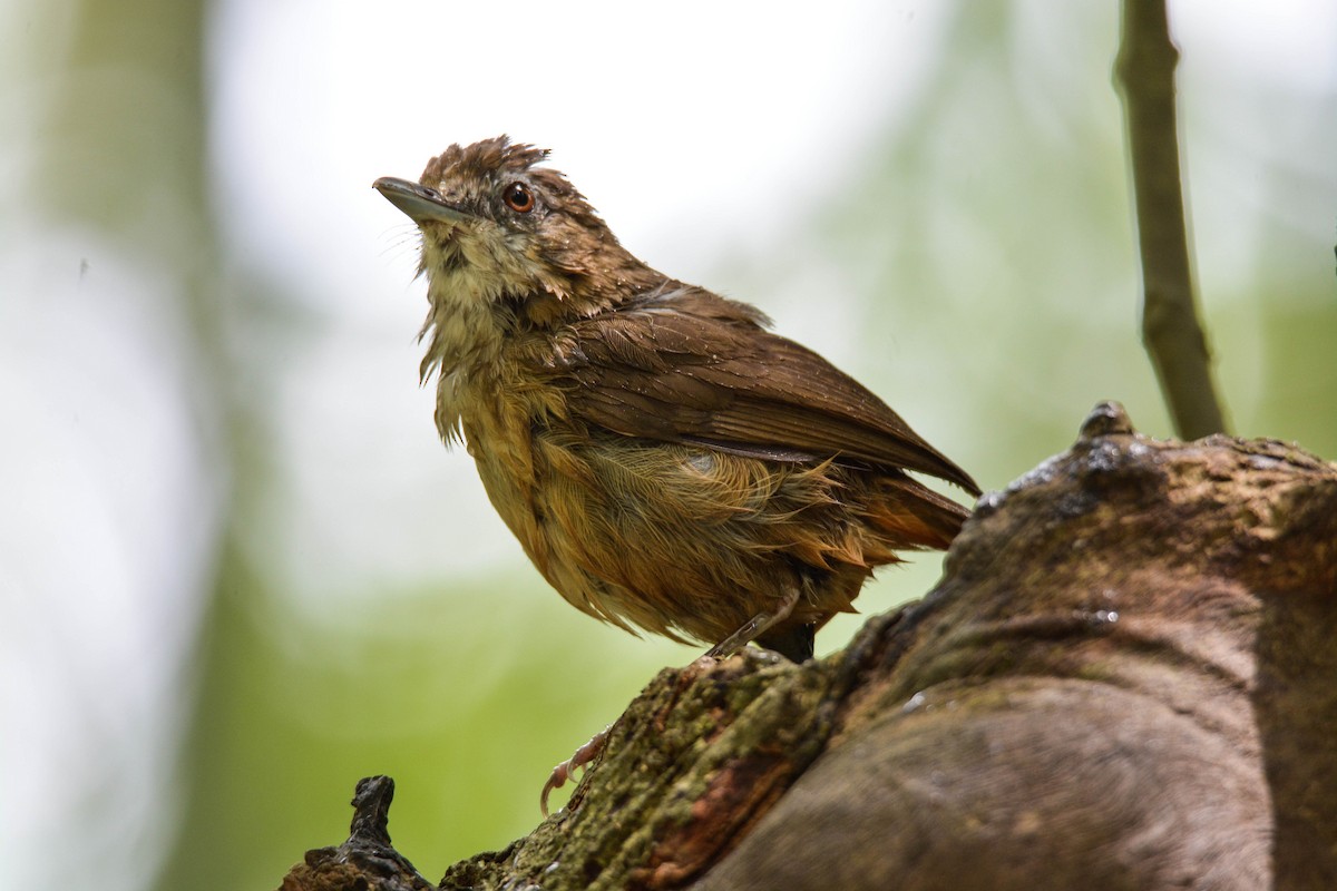Abbott's Babbler - ML98474341