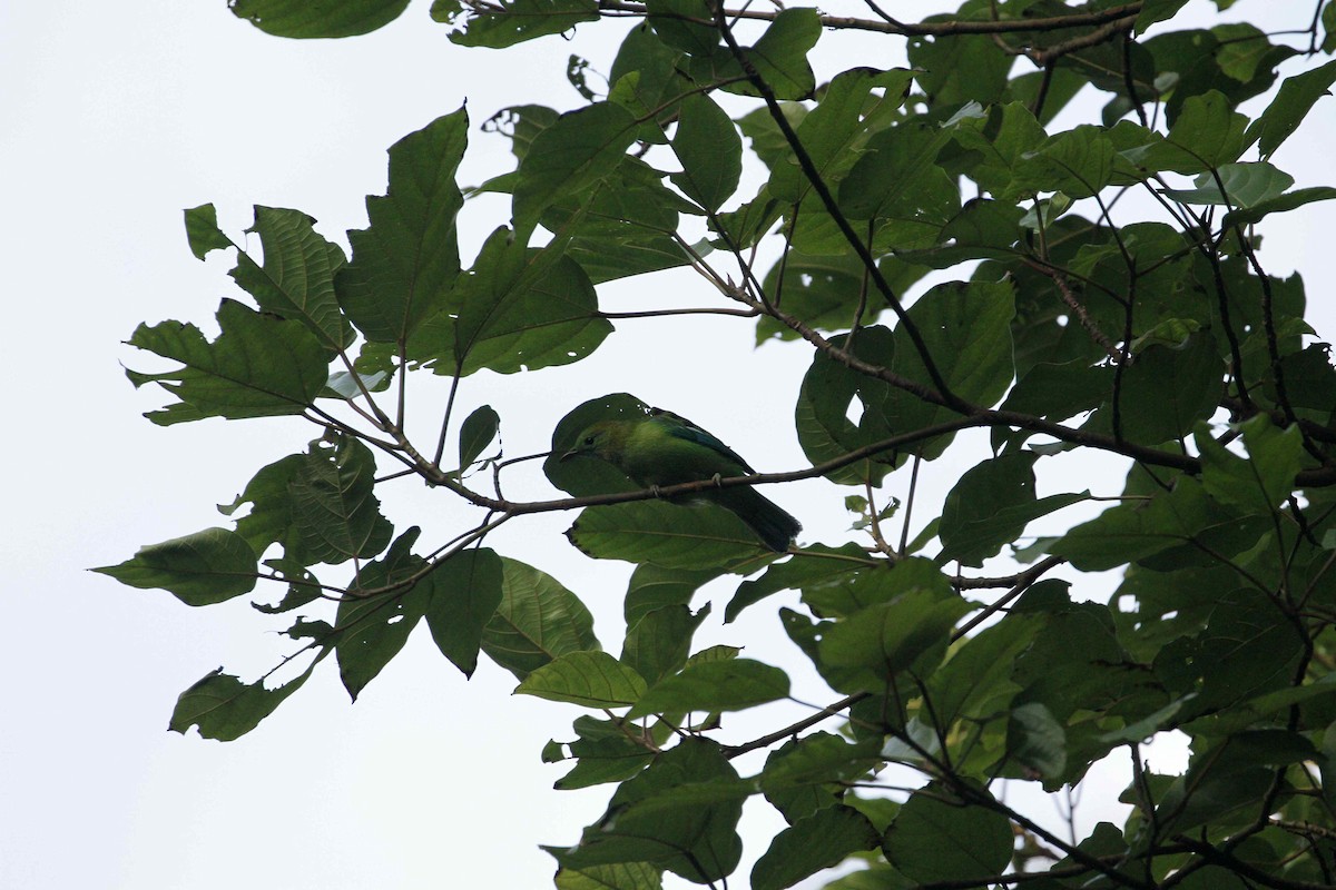 Blauflügel-Blattvogel - ML98474661