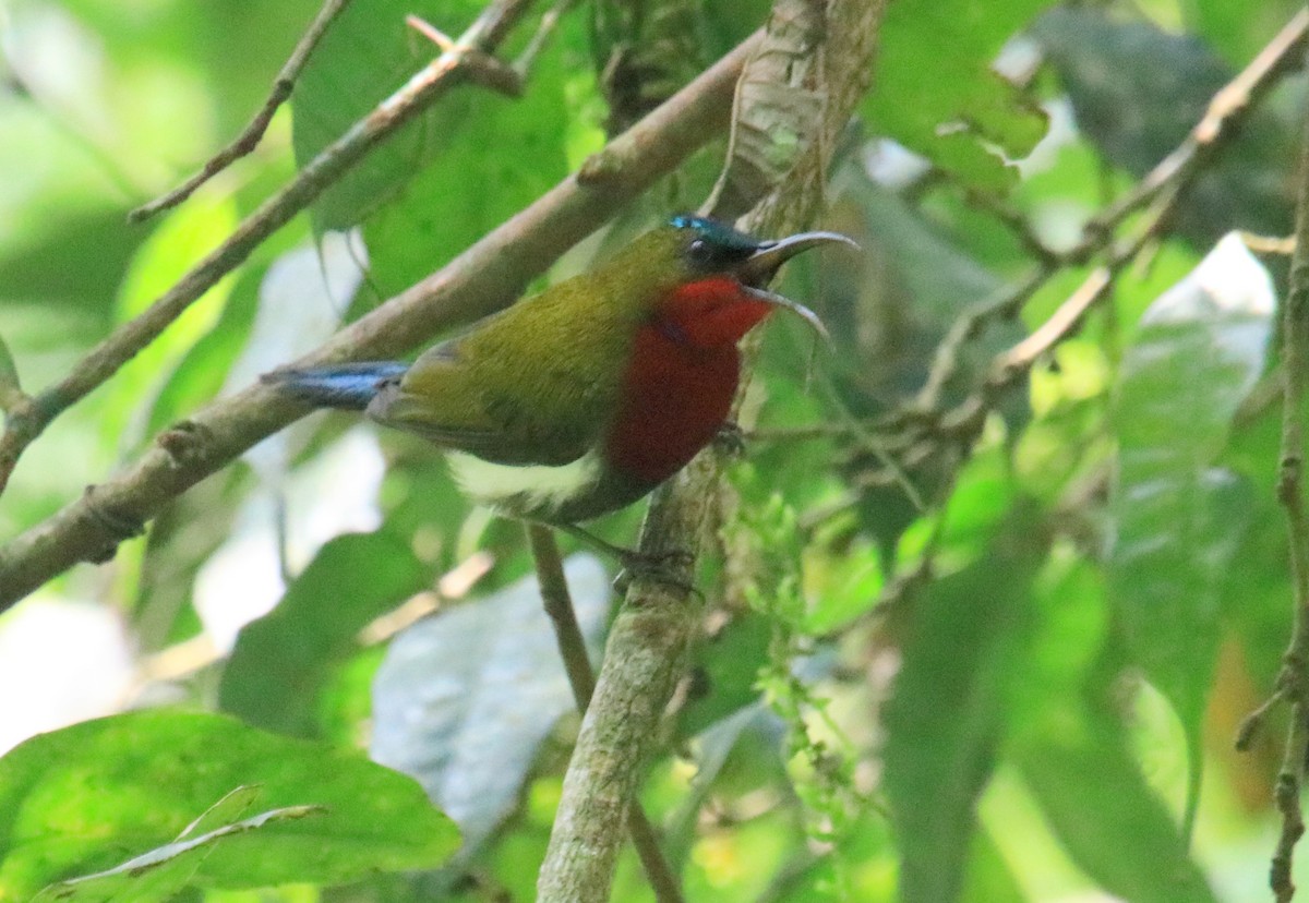 White-flanked Sunbird - ML98475251