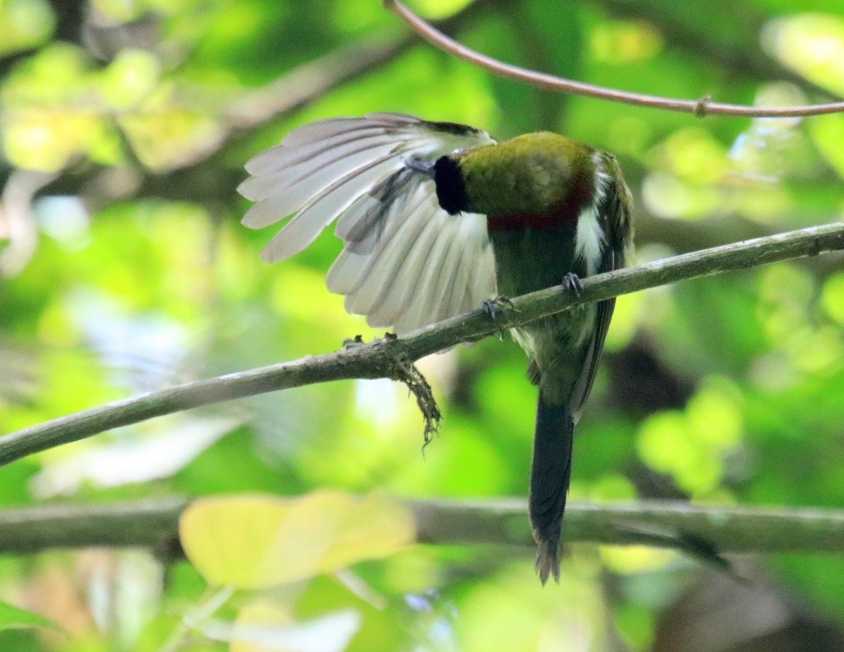 White-flanked Sunbird - ML98475311