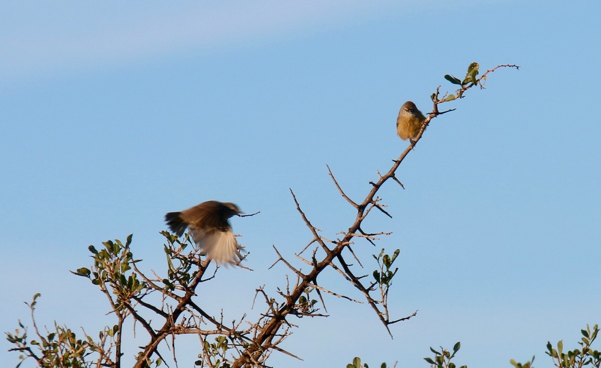 Southern Penduline-Tit - ML98475471