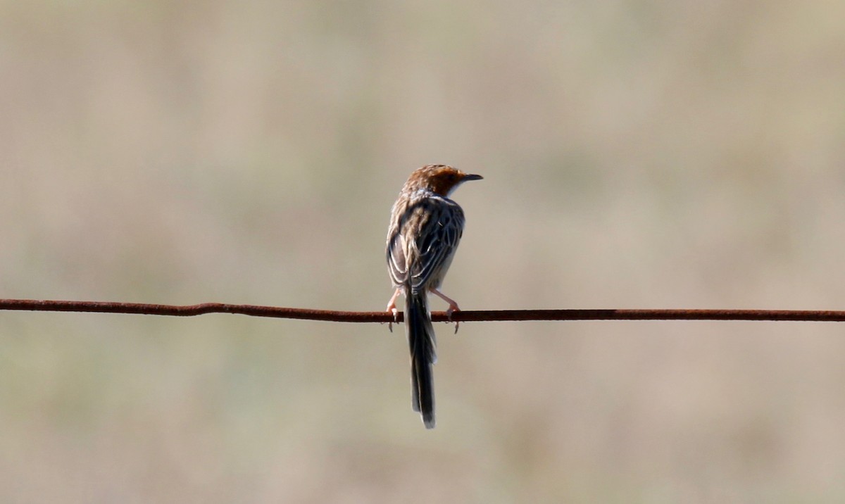 Rufous-eared Warbler - ML98475511