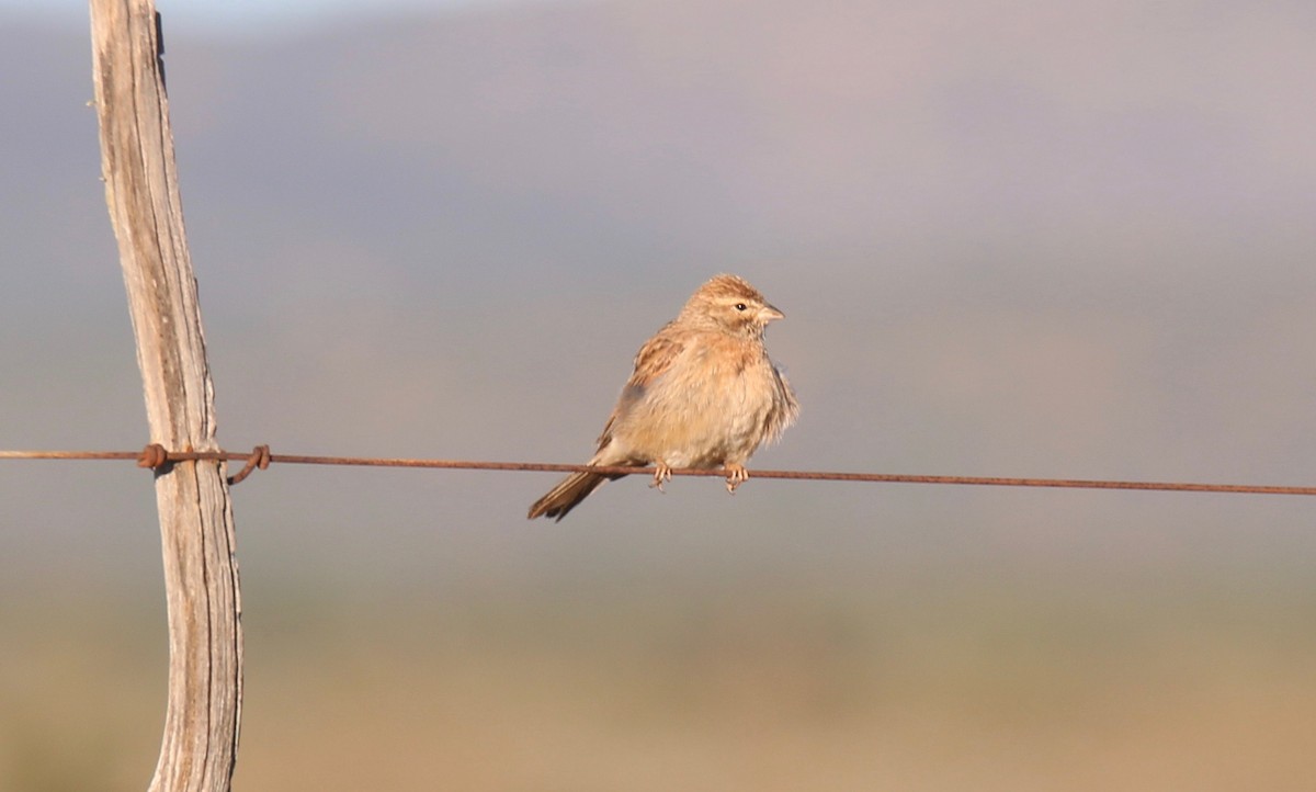 Lark-like Bunting - ML98475551