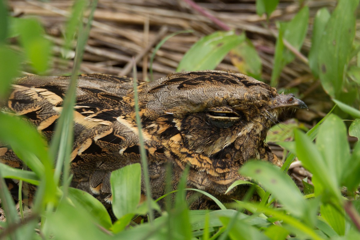 Indian Nightjar - ML98475621