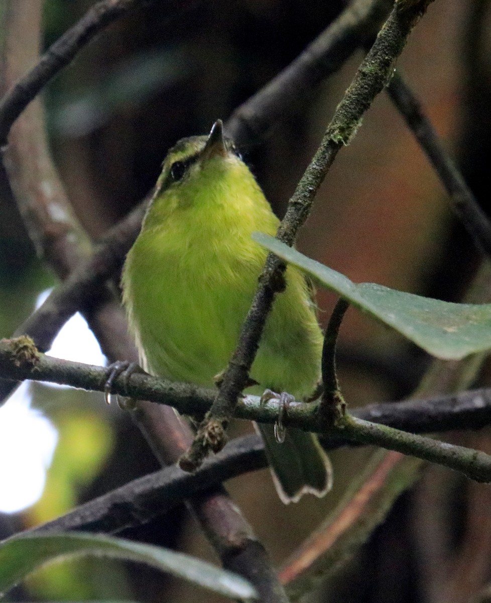 Mountain Leaf Warbler - ML98475981