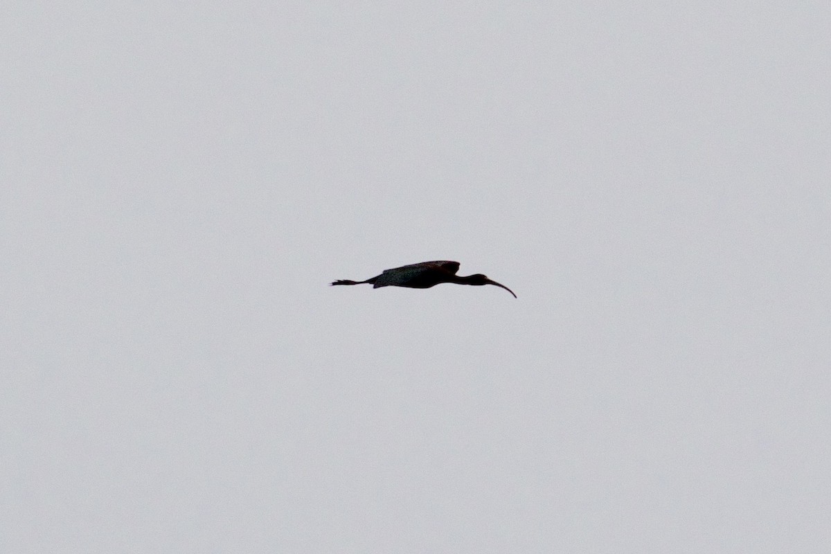 ibis americký - ML98476901