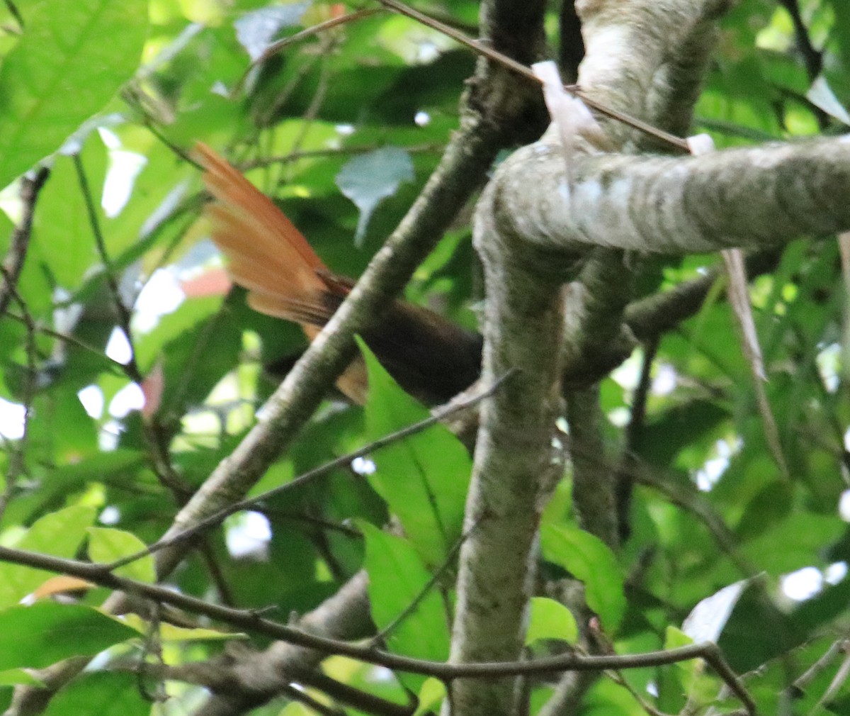 Rufous-tailed Fantail - ML98476911