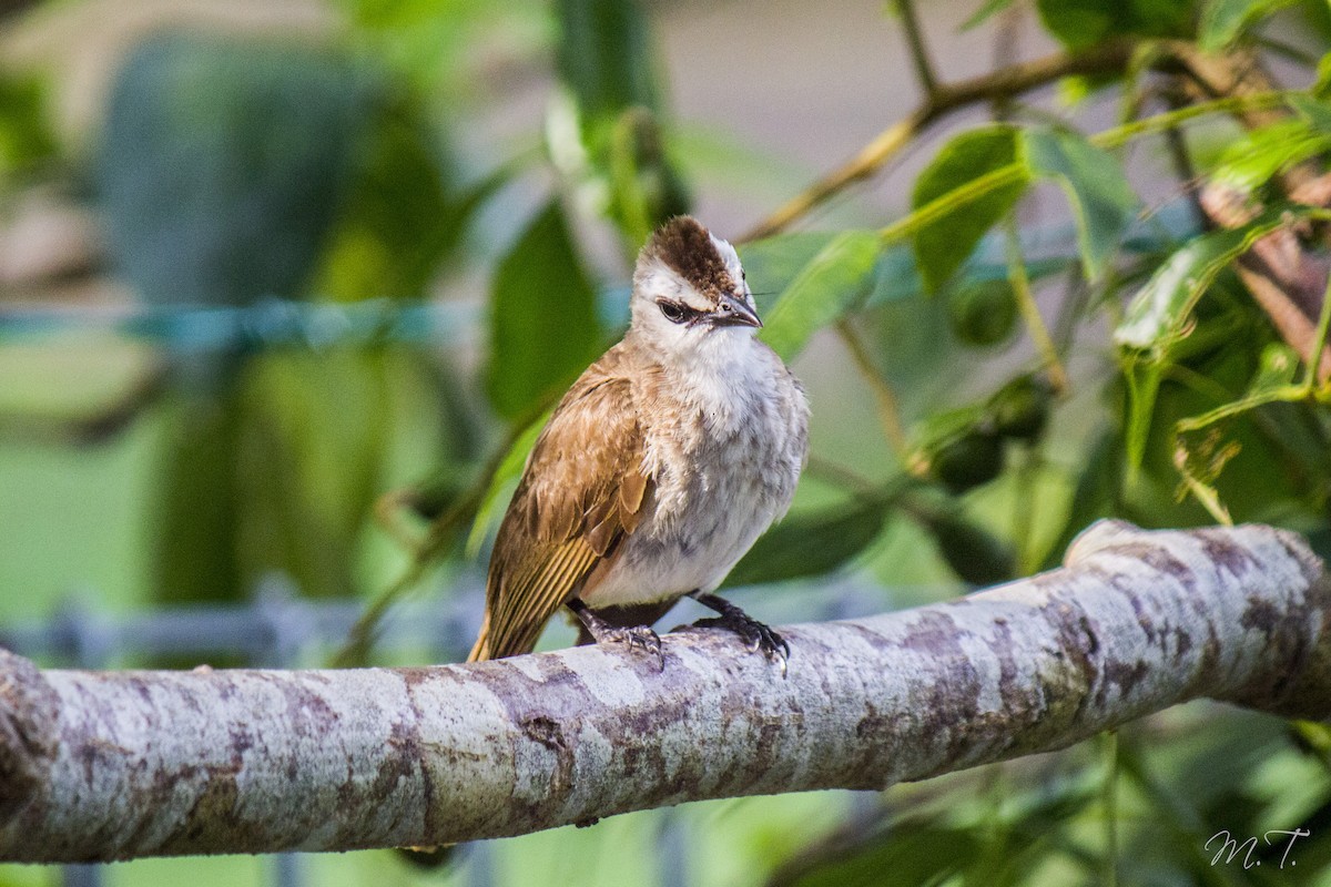 Yellow-vented Bulbul - Michael Teoh