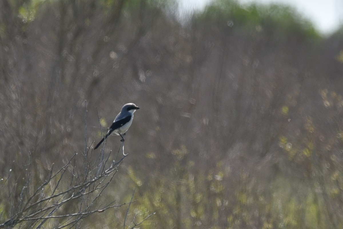 Loggerhead Shrike - Deborah Bifulco