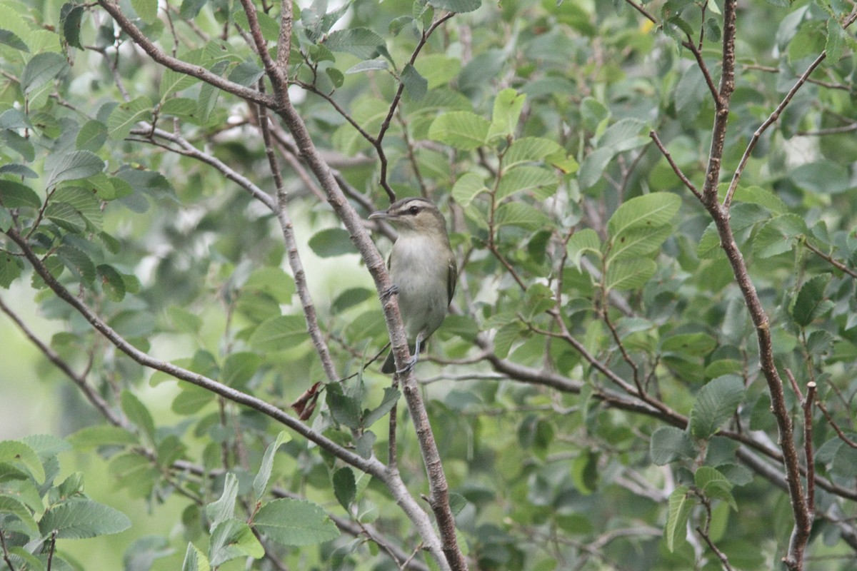 Kızıl Gözlü Vireo - ML98480991