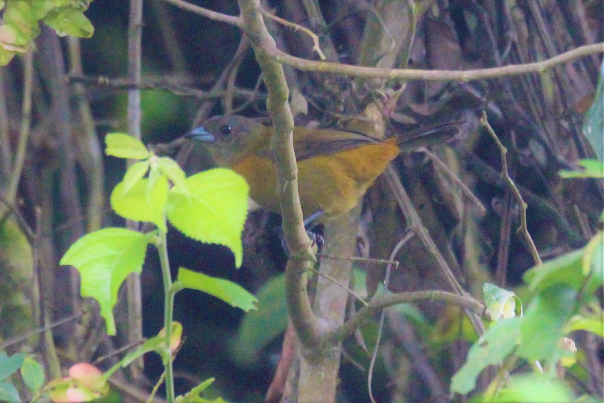 Гватемальский сереброклюв (passerinii) - ML98482071