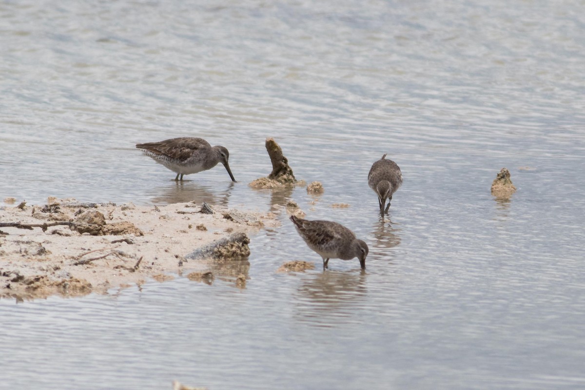 Long-billed Dowitcher - ML98482791