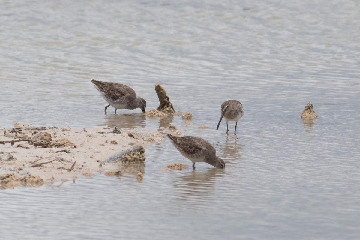 Long-billed Dowitcher - ML98482801