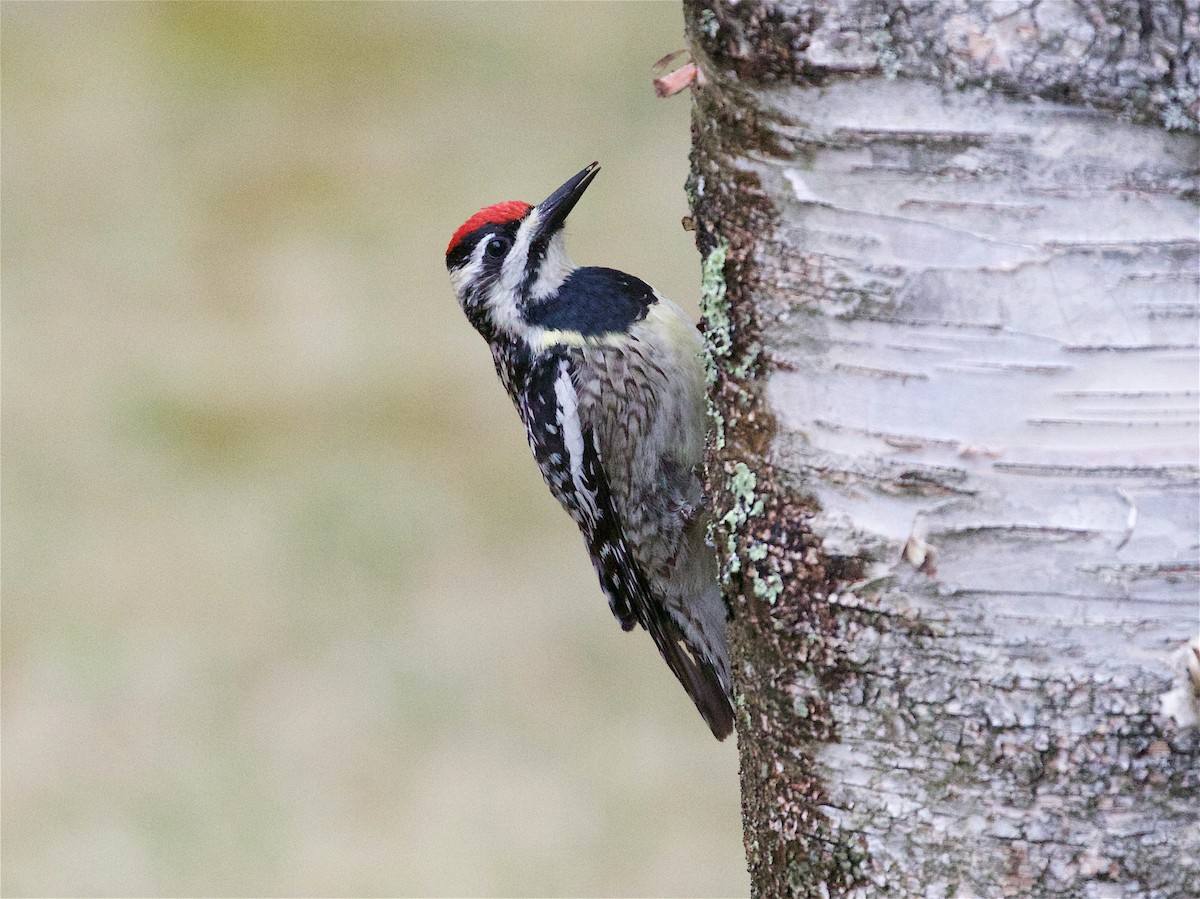 Yellow-bellied Sapsucker - ML98483101