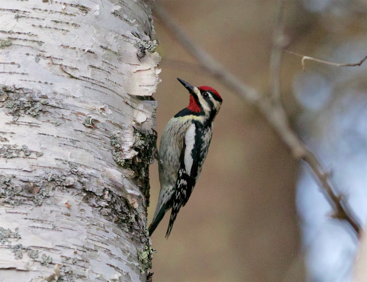 Yellow-bellied Sapsucker - ML98483111