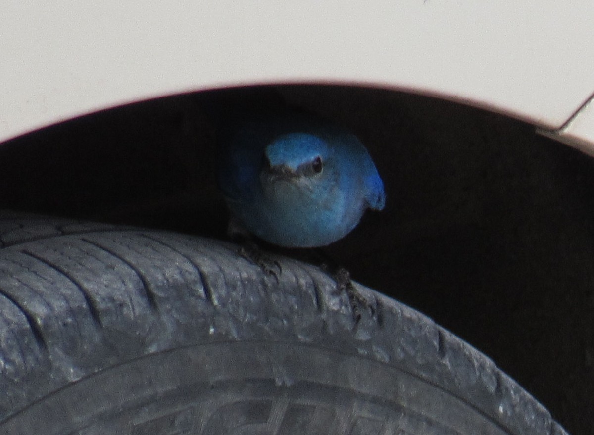 Mountain Bluebird - ML98483171