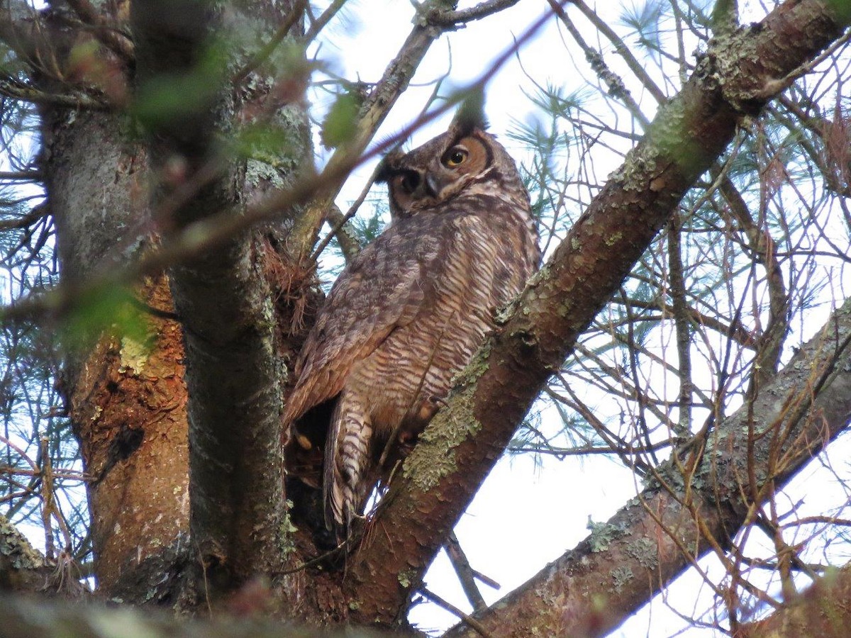 Great Horned Owl - ML98483291