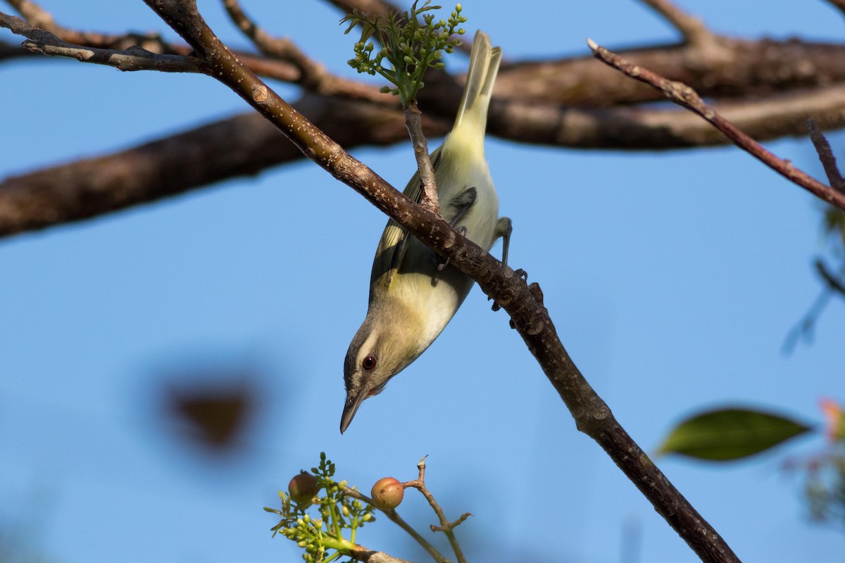 Black-whiskered Vireo - Noah Frade