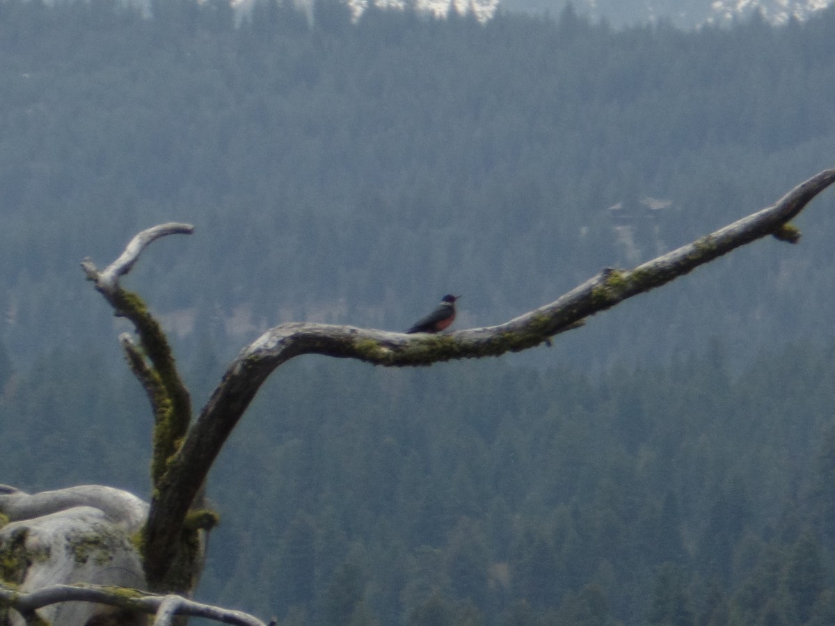 Lewis's Woodpecker - ML98484461