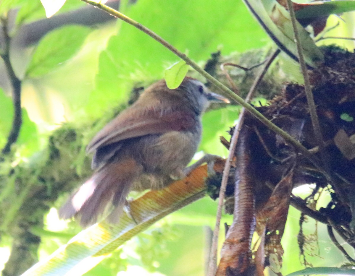 Crescent-chested Babbler - ML98486071